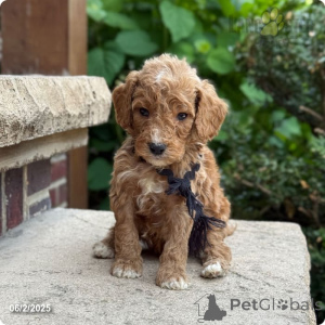 Photo №1. poodle (royal) - for sale in the city of Indiana | 2500$ | Announcement № 147530