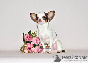 Additional photos: Lovely miniature princess. Chihuahua girl.