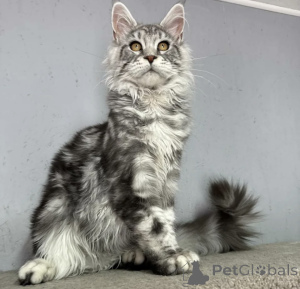 Photo №2 to announcement № 163714 for the sale of maine coon - buy in Germany breeder