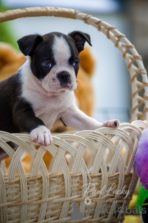 Photo №2 to announcement № 144449 for the sale of boston terrier - buy in Ukraine from nursery, breeder
