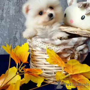 Photo №2 to announcement № 23783 for the sale of pomeranian - buy in Estonia breeder