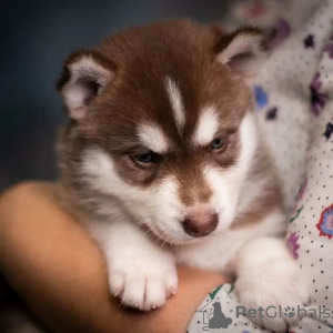 Photo №2 to announcement № 90311 for the sale of siberian husky - buy in Poland 