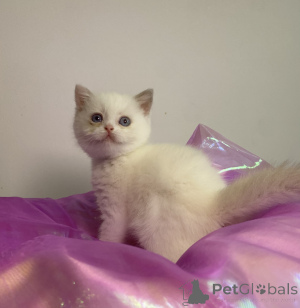 Photo №3. British Shorthair and Longhair kittens. Belgium