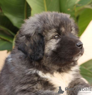 Photo №4. I will sell caucasian shepherd dog in the city of Šid.  - price - negotiated