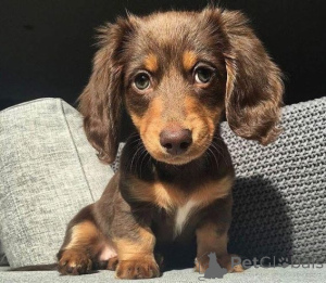 Photo №1. dachshund - for sale in the city of Allensbach | 392$ | Announcement № 166173