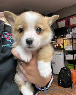 Photo №2 to announcement № 71699 for the sale of welsh corgi - buy in Australia private announcement, breeder