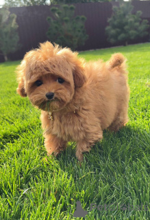 Photo №1. poodle (toy) - for sale in the city of Brighton and Hove | 568$ | Announcement № 154731