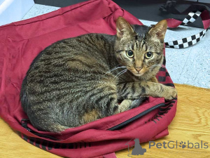 Photo №2 to announcement № 163836 for the sale of  - buy in Russian Federation private announcement