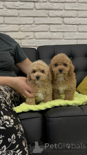 Photo №4. I will sell poodle (toy) in the city of Helsinki. private announcement, from the shelter - price - 516$