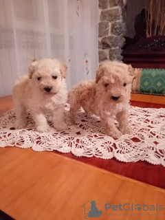 Additional photos: A toy poodle and a toy poodle