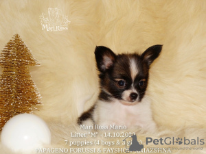 Photo №2 to announcement № 31529 for the sale of papillon dog - buy in Russian Federation from nursery