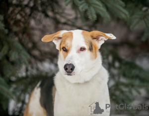 Photo №3. Gerda - a tender dog - is looking for a home.. Russian Federation