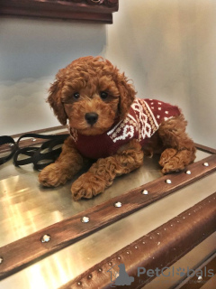 Photo №2 to announcement № 132976 for the sale of poodle (toy) - buy in United States 