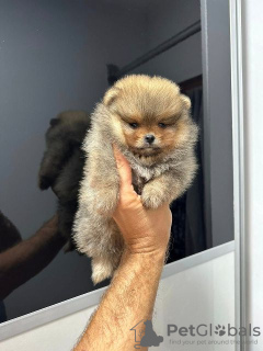 Additional photos: Pomeranians puppies