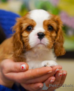 Photo №2 to announcement № 95860 for the sale of cavalier king charles spaniel - buy in Germany private announcement