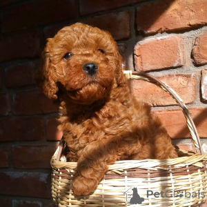 Photo №1. poodle (dwarf) - for sale in the city of Bacares | negotiated | Announcement № 168294
