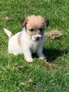 Photo №2 to announcement № 161592 for the sale of jack russell terrier - buy in Luxembourg private announcement, breeder