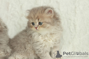 Photo №4. I will sell british longhair in the city of Dnipro. from nursery - price - 900$