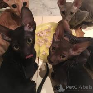 Photo №1. cornish rex - for sale in the city of Helsinki | 599$ | Announcement № 164060