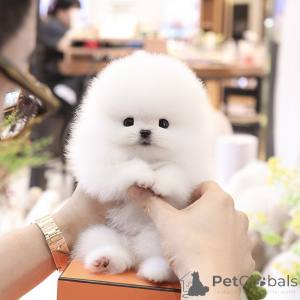 Photo №2 to announcement № 152259 for the sale of pomeranian - buy in United Kingdom breeder