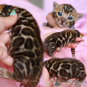 Photo №1. bengal cat - for sale in the city of Berlin | 1585$ | Announcement № 65586