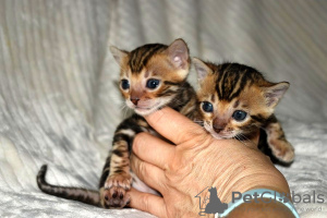 Photo №3. Home trained Bengal Cats kittens available for now for loving homes. Germany