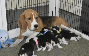 Photo №1. beagle - for sale in the city of Cölbe | 329$ | Announcement № 153455