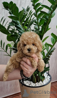 Photo №1. poodle (toy) - for sale in the city of Нови Сад | negotiated | Announcement № 98721