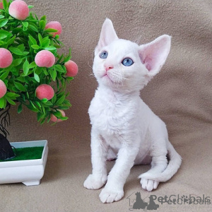 Photo №1. devon rex - for sale in the city of Helsinki | negotiated | Announcement № 174656