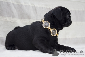 Photo №1. pug - for sale in the city of Kiev | 963$ | Announcement № 10388