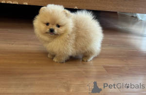 Photo №4. I will sell pomeranian in the city of St. Petersburg. private announcement, from nursery, breeder - price - 558$
