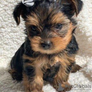 Photo №1. beaver yorkshire terrier - for sale in the city of Ylläsjärvi | Is free | Announcement № 128362