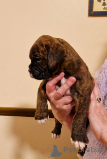 Photo №3. Rew's brown and electricity puppies are looking for a new home. Austria