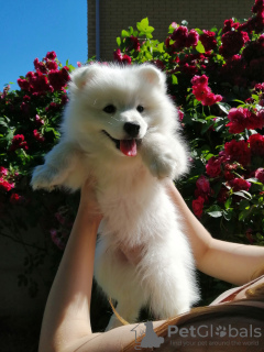 Photo №4. I will sell japanese spitz in the city of Warsaw. breeder - price - negotiated