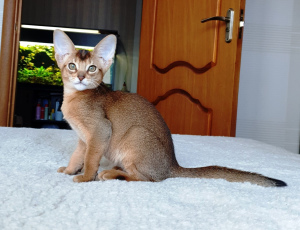Photo №4. I will sell abyssinian cat in the city of Minsk. breeder - price - Negotiated