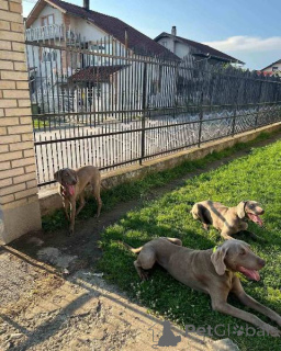 Photo №1. weimaraner - for sale in the city of Kruševac | 516$ | Announcement № 162471