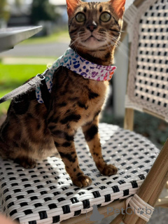 Photo №1. bengal cat - for sale in the city of Touolouse | 706$ | Announcement № 152769