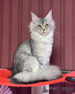 Photo №1. maine coon - for sale in the city of Texas City | 500$ | Announcement № 105634