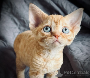 Photo №2 to announcement № 174806 for the sale of devon rex - buy in Germany private announcement