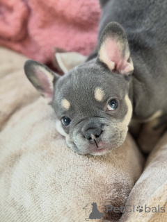 Photo №3. Well-Socialized French Bulldog Puppies Perfect Family Pets. Germany