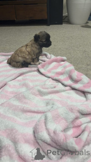 Photo №4. I will sell maltese dog in the city of Chemnitz. breeder - price - 1032$