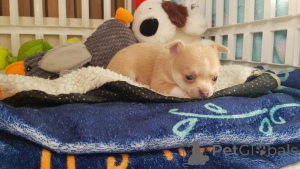 Photo №2 to announcement № 137215 for the sale of chihuahua - buy in Germany breeder
