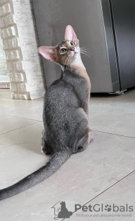 Photo №1. abyssinian cat - for sale in the city of Gomel | negotiated | Announcement № 52260