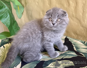 Photo №1. scottish fold - for sale in the city of Nuremberg | 370$ | Announcement № 126778