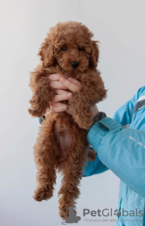Photo №2 to announcement № 9396 for the sale of poodle (toy) - buy in Russian Federation breeder