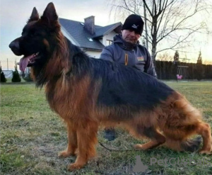 Additional photos: Long-haired German Shepherd puppies