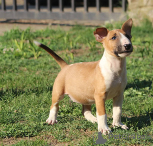Photo №1. bull terrier - for sale in the city of Belgrade | negotiated | Announcement № 59424