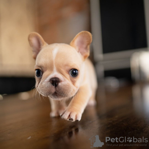 Photo №1. french bulldog - for sale in the city of Paris | negotiated | Announcement № 85541