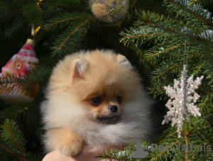 Photo №1. pomeranian - for sale in the city of Kharkov | 2000$ | Announcement № 14288