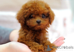 Photo №4. I will sell poodle (toy) in the city of Minsk. breeder - price - 397$